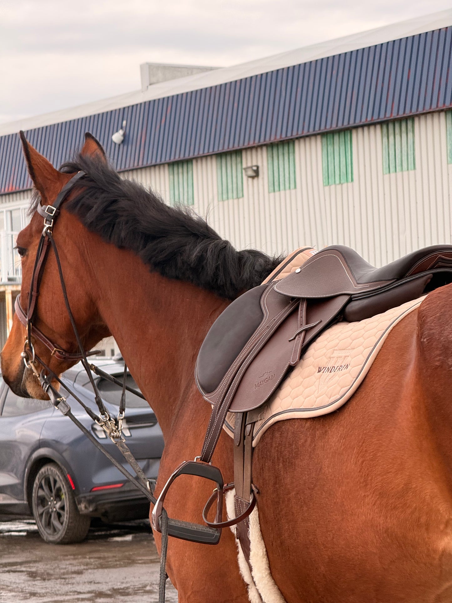 Selle obstacle grainé MAYGAN