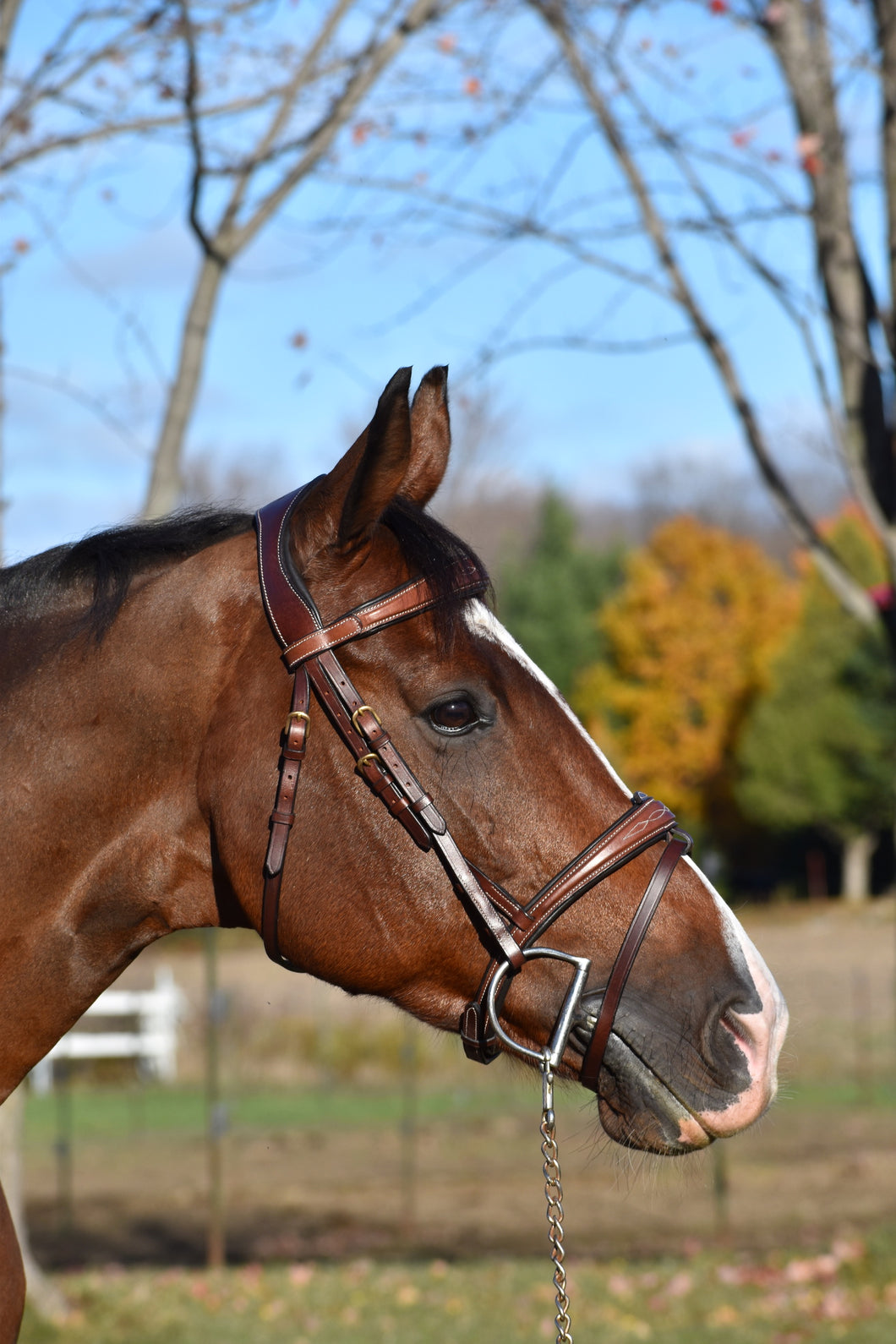 Nimrod M bridle